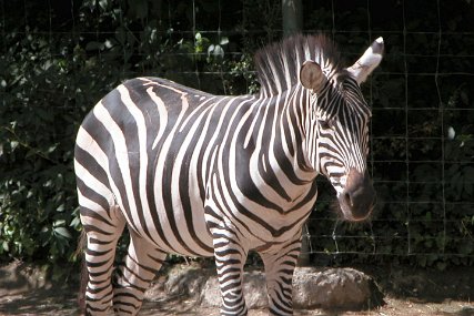 Zolli0314 Grant-Zebra