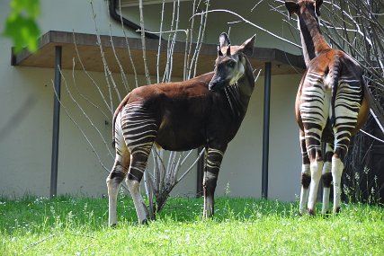 Zolli3141 Okapi