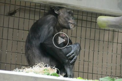 Schimpansen Baby Lazima August 2014