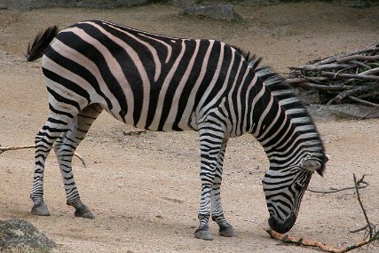 Zolli1594 Grant-Zebra