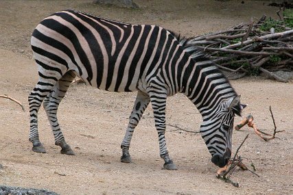 Zolli1595 Grant-Zebra
