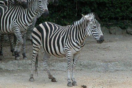 Zolli1596 Grant-Zebra