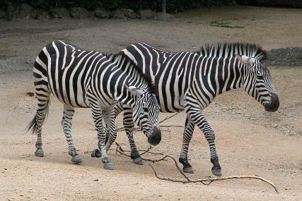 Zolli1598 Grant-Zebra