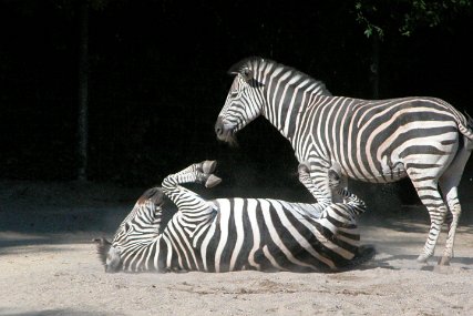 Zolli1728 Grant-Zebra