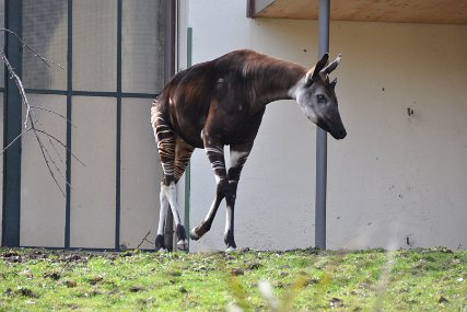 Zolli3029 Okapi
